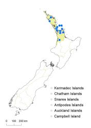 Notogrammitis rawlingsii distribution map based on databased records at AK, CHR & WELT.
 Image: K.Boardman © Landcare Research 2021 CC BY 4.0